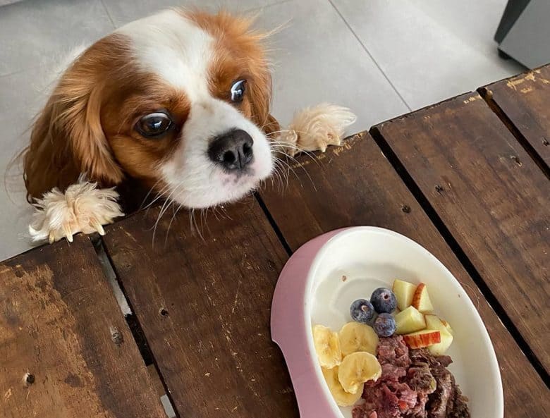 A Charlie dog checking food on the table