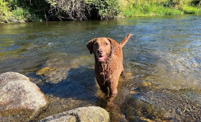 A Chesapeake Bay Retriever dog dipping in the water