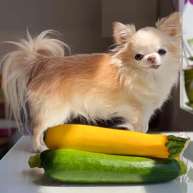 A Chihuahua with zucchinis