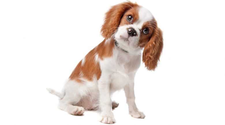 Cavalier King Charles Spaniel puppy