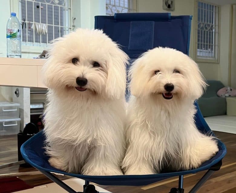 Two Coton de Tulear dogs sitting on a chair