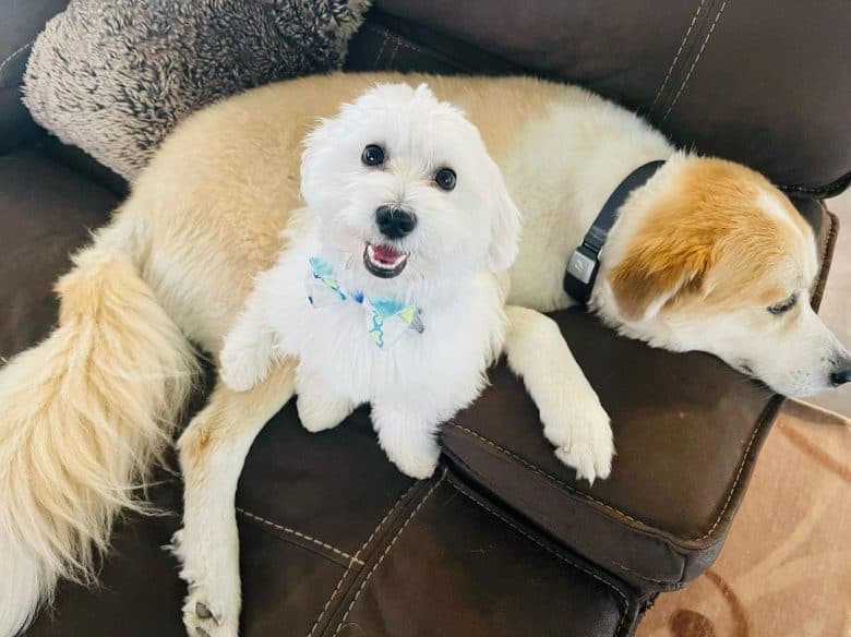 A Coton de Tulear sitting with another dog