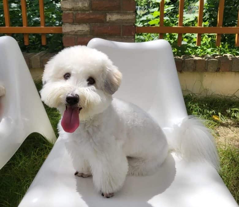 A Coton de Tulear puppy sticking its tongue out