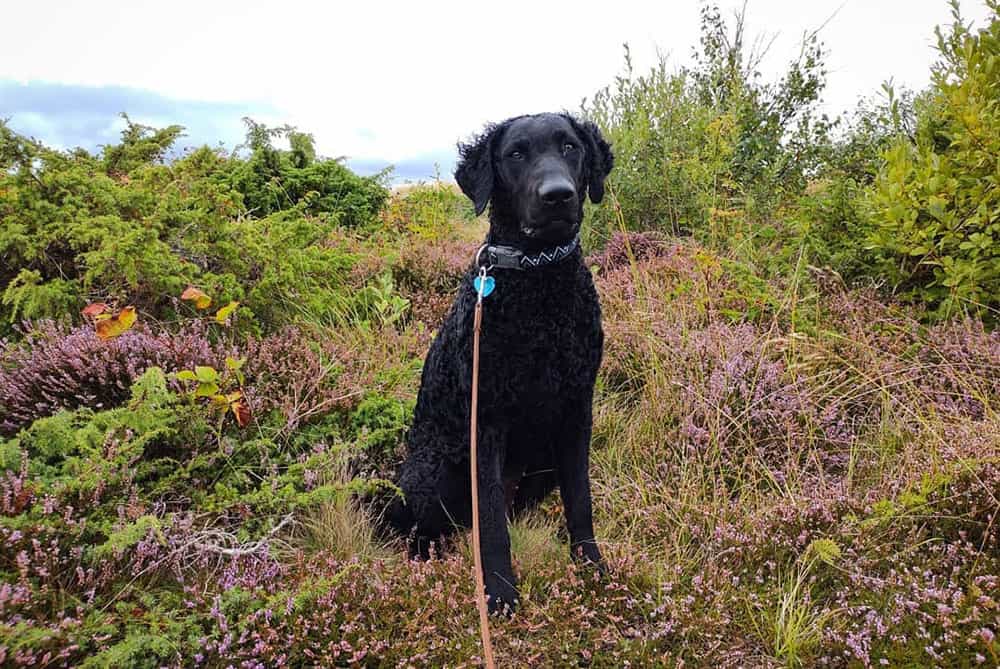 A Curly-coated Retriever dog in an adventure