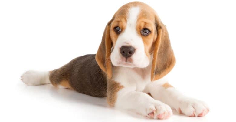 Cute Beagle puppy at 5 weeks old