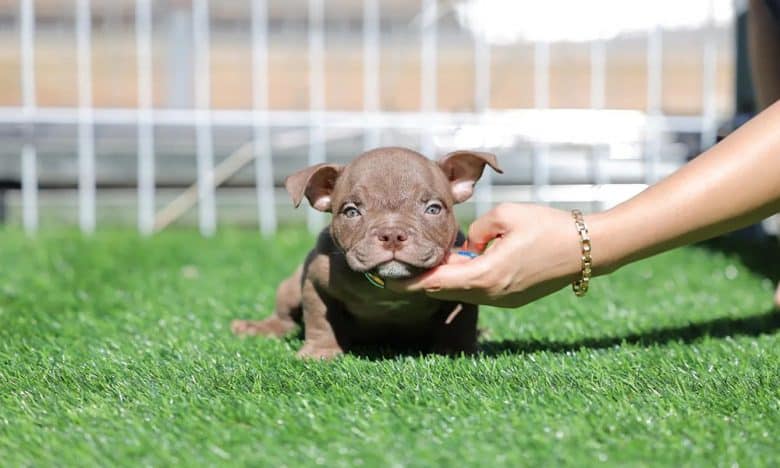 Cute Exotic Bully puppy