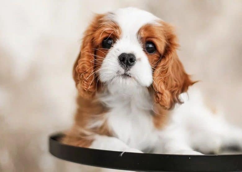 A cute young Cavalier dog