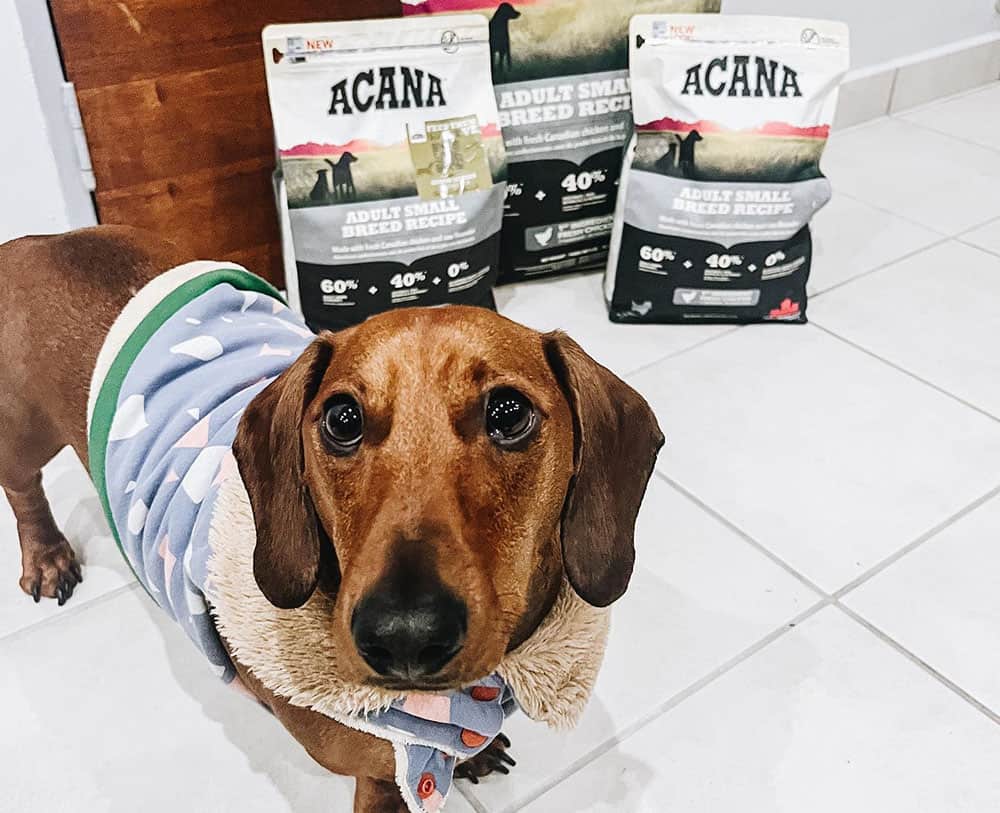 A Dachshunds dog with packs of Acana adult formula