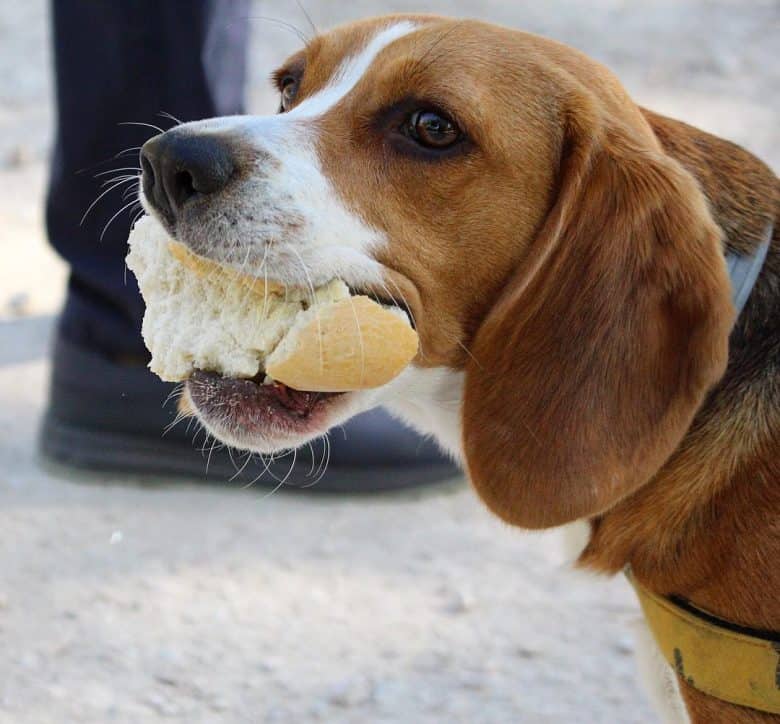 A Beagle eating bread