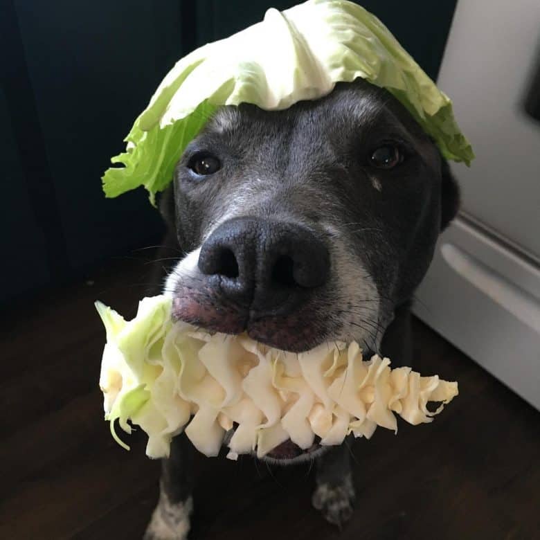 A black dog eating cabbage