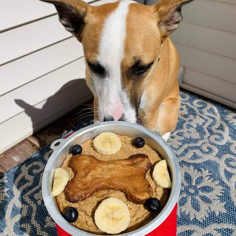 A dog eating an oatmeal