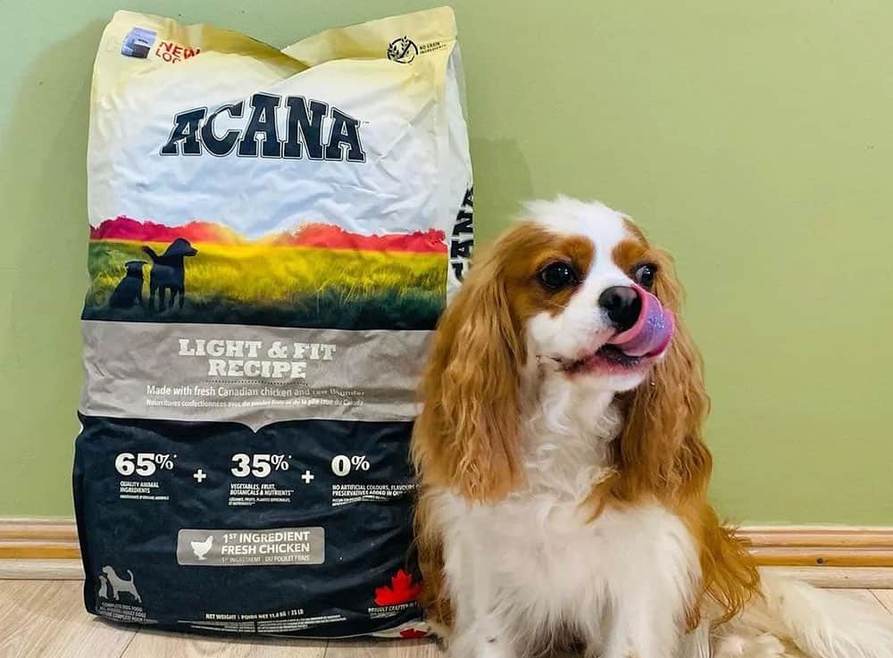 A dog excited for the Acana dog food