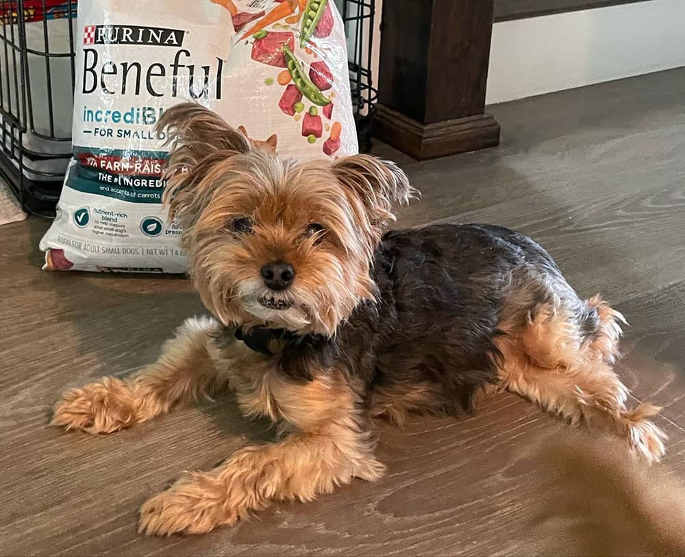 A dog with a big pack of Purina Beneful dog food