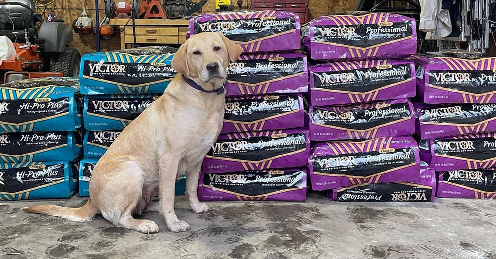 A dog with a pile of Victor dog foods
