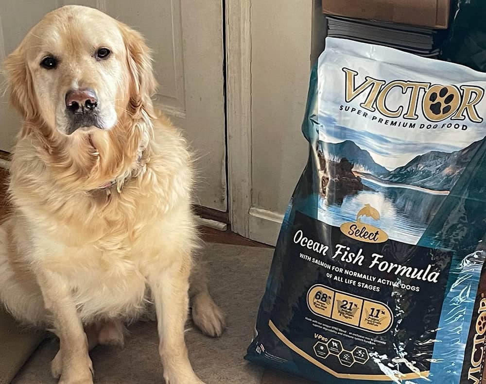 A dog with a Victor Select dog food