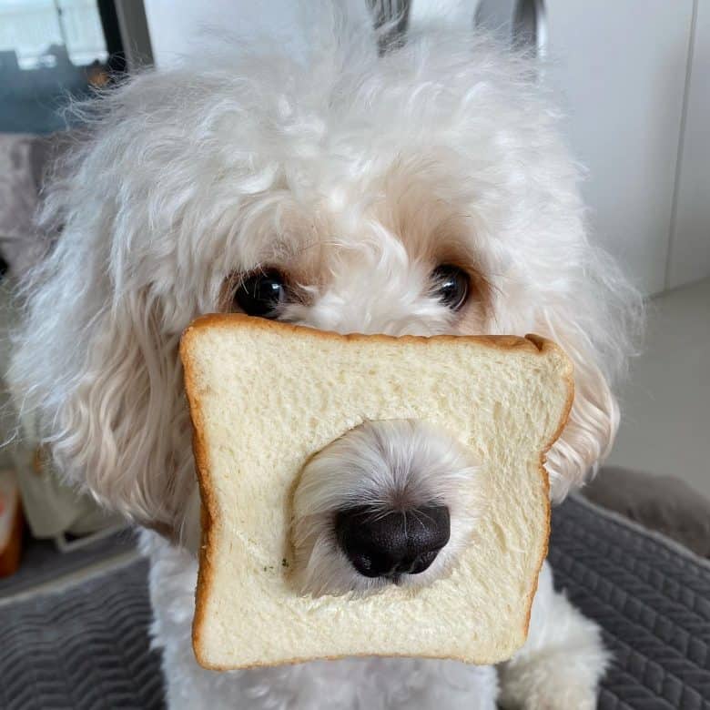 A dog with bread on its nose