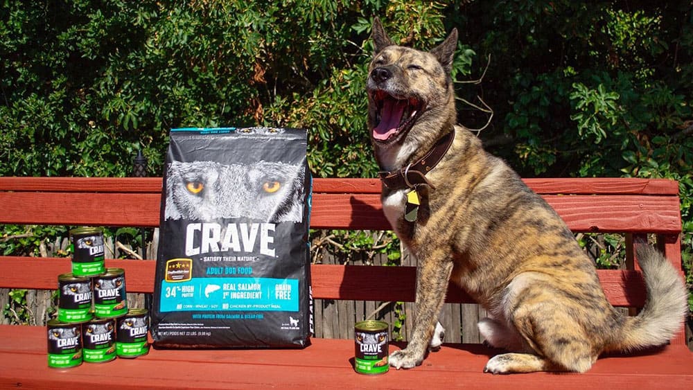 A dog with dry and canned Crave dog foods