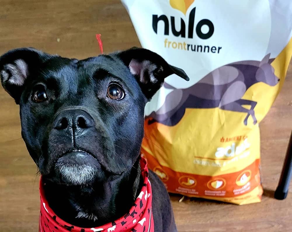 A dog with Nulo frontrunner dog food