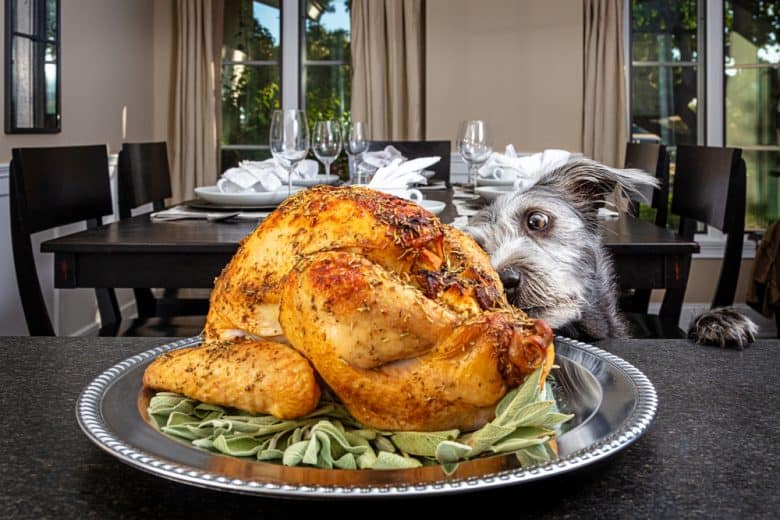 A dog looking at Thanksgiving turkey
