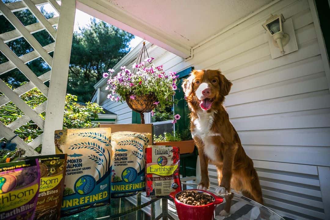 Is Earthborn Dog Food Gmo Free