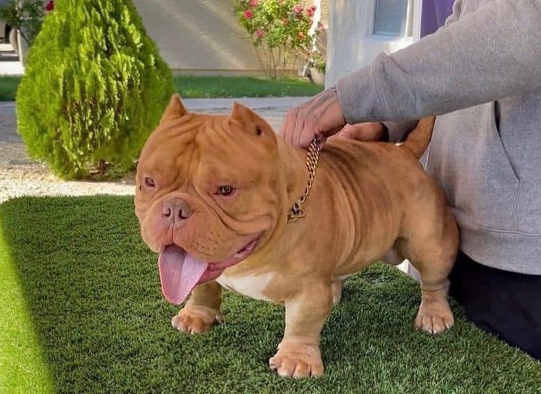 Exotic Bully held by the owner