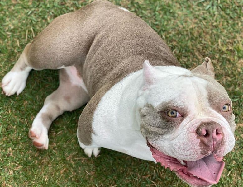 Exotic Bully dog looking up waiting for the meal