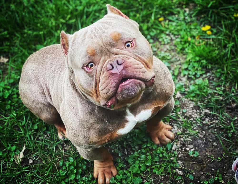 A confused Exotic Bully looking up