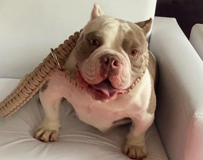 An Exotic Bully on the couch