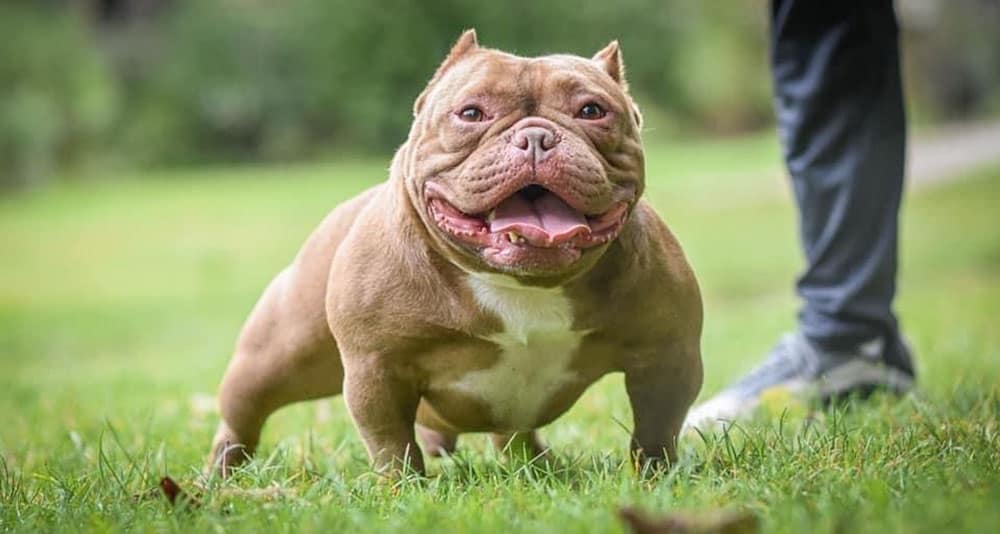 Exotic Bully standing on the grass