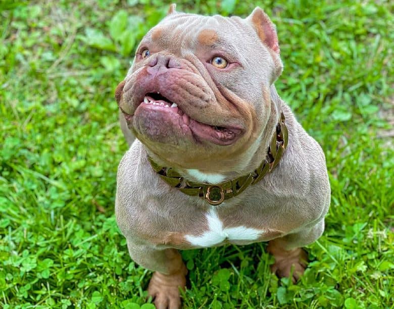 Exotic Bully wearing a cuban collar