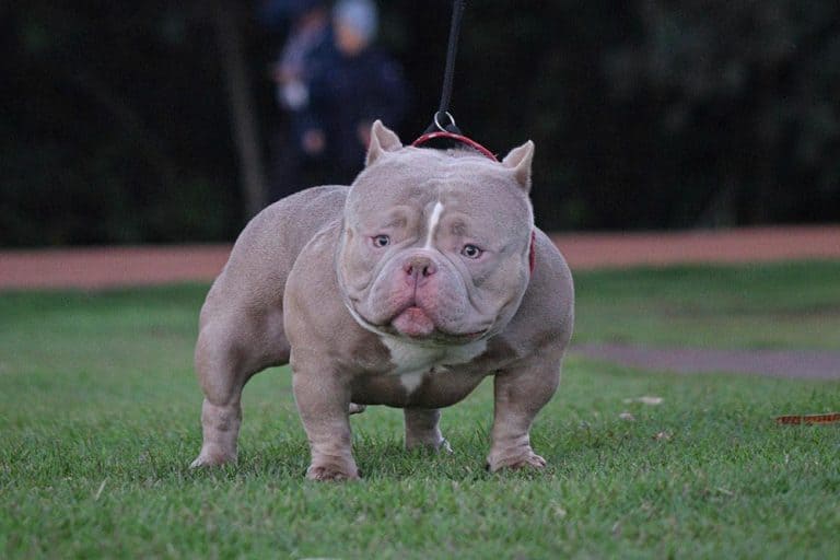 what-is-an-exotic-bully-and-where-do-i-get-one-of-these-bully-puppies