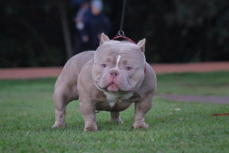 Exotic Bully with a leash