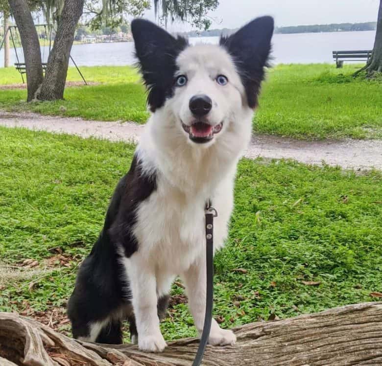 A five-month-old Border Collie puppy