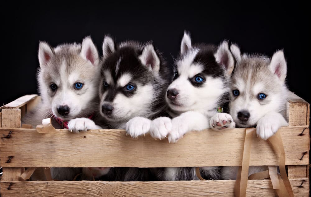 Four Husky puppies