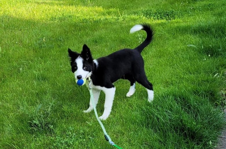A four-month-old Border Collie puppy