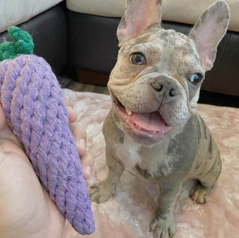 A French Bulldog puppy with toy eggplant