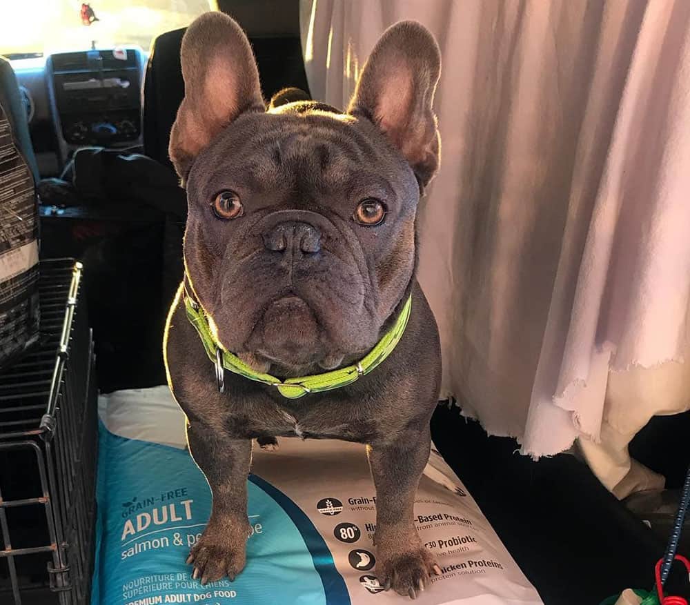 A Frenchie dog on top of the Nulo dog food packs
