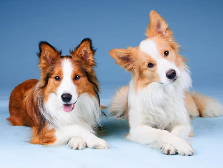 Two full-grown Border Collies lying down indoors