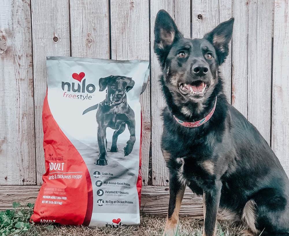 A German Shepherd dog with Nulo freestyle dog food
