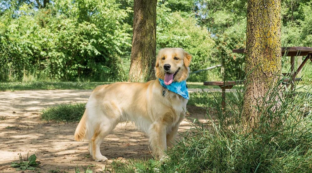 A Golden Retriever dog at the park