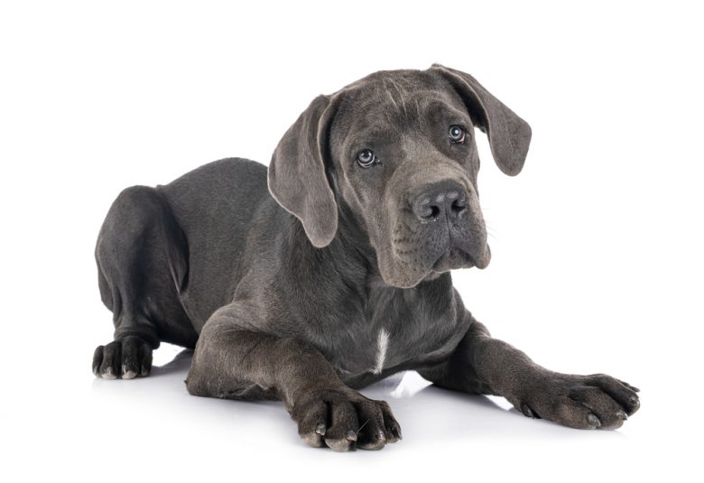 A Great Dane puppy on white background