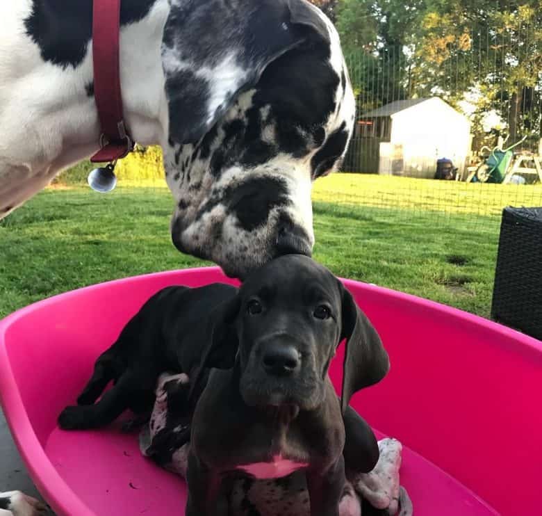 Great Dane Price How Much Does a Great Dane Puppy Cost? K9 