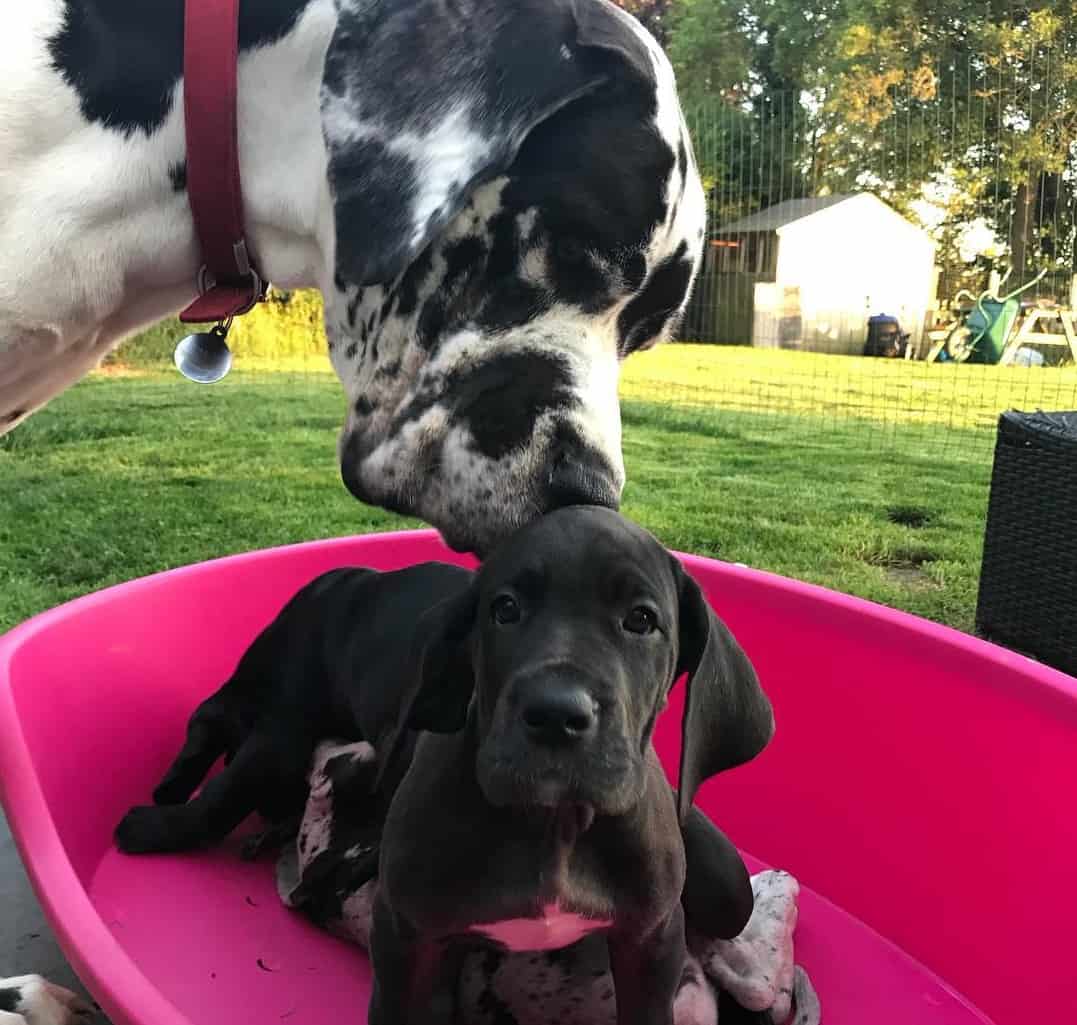 Great Dane Price How Much Does a Great Dane Puppy Cost? K9 