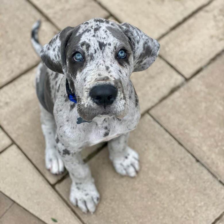 A Great Dane puppy looking up