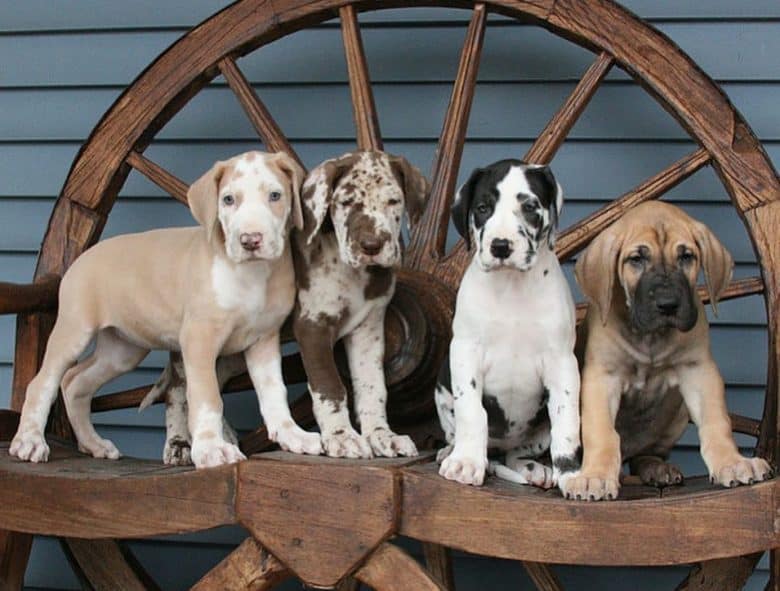 Four Great Dane puppies at a breeder's place