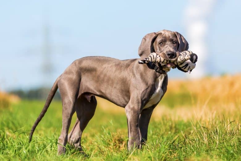 A Great Dane puppy and its toy outdoors