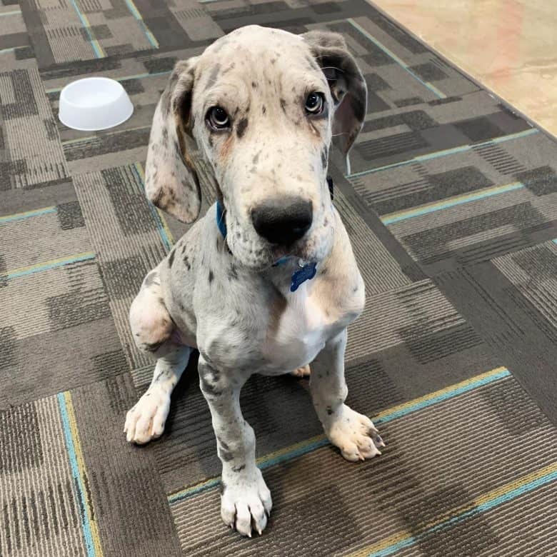 A Great Dane puppy sitting indoors
