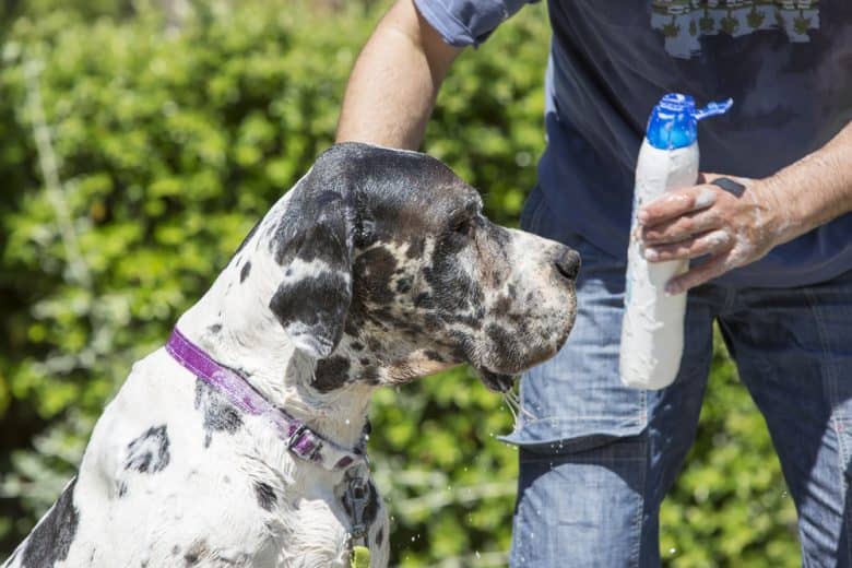 A Great Dane being bathed