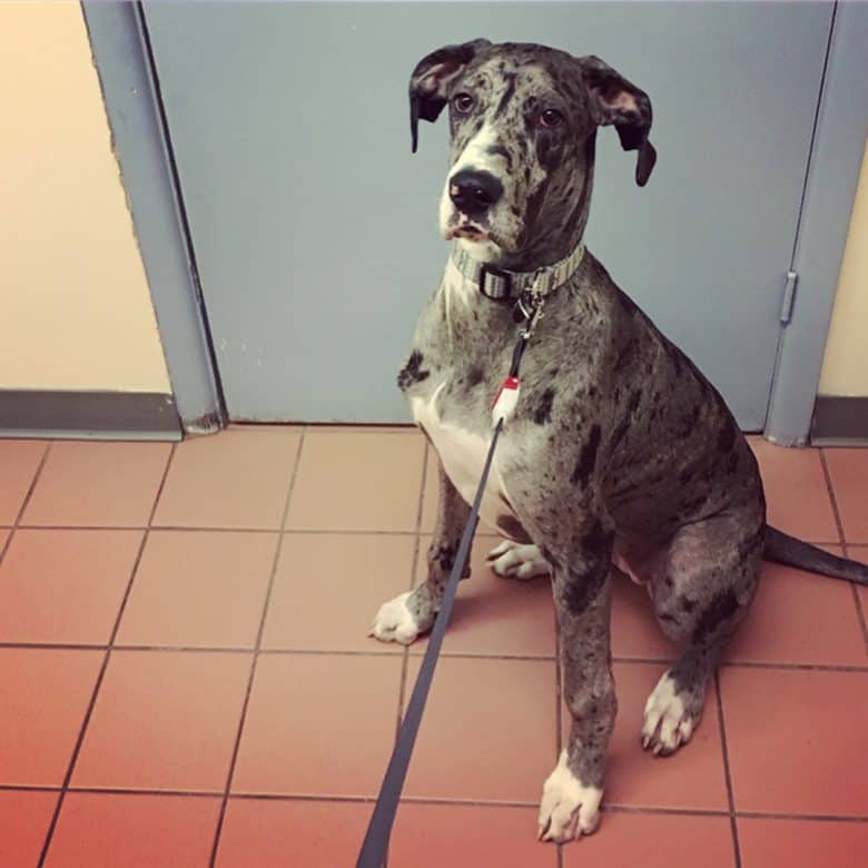 A Great Dane at the veterinarian for health screening