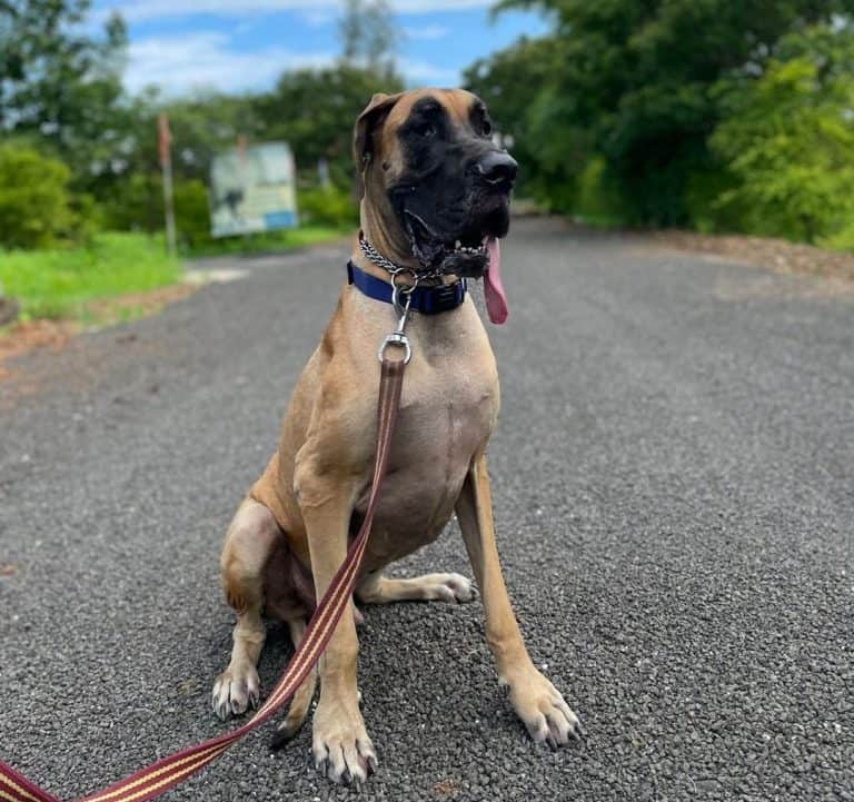 Great Dane Price How Much Does a Great Dane Puppy Cost? K9 